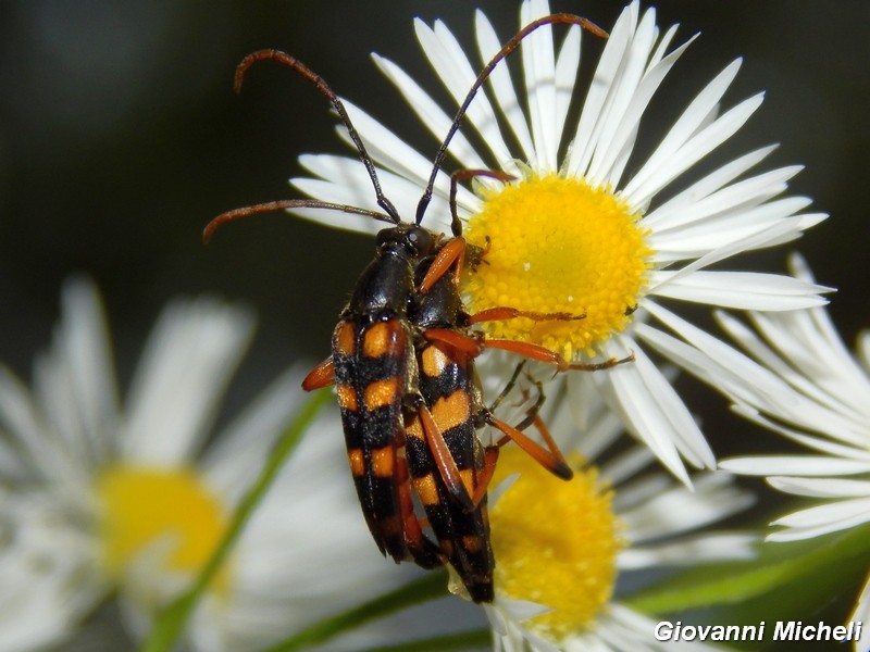 La vita in un fiore (Erigeron annuus)